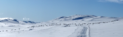 Reinsdyr i Auversvatn løypa